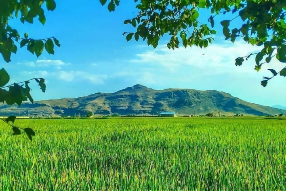 بیضا1