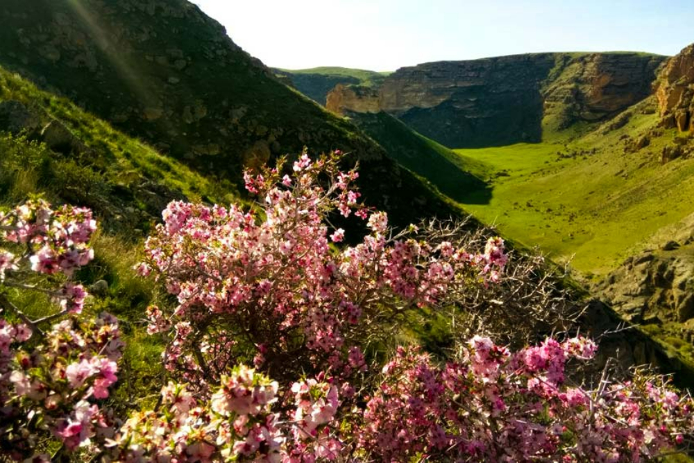بیجار