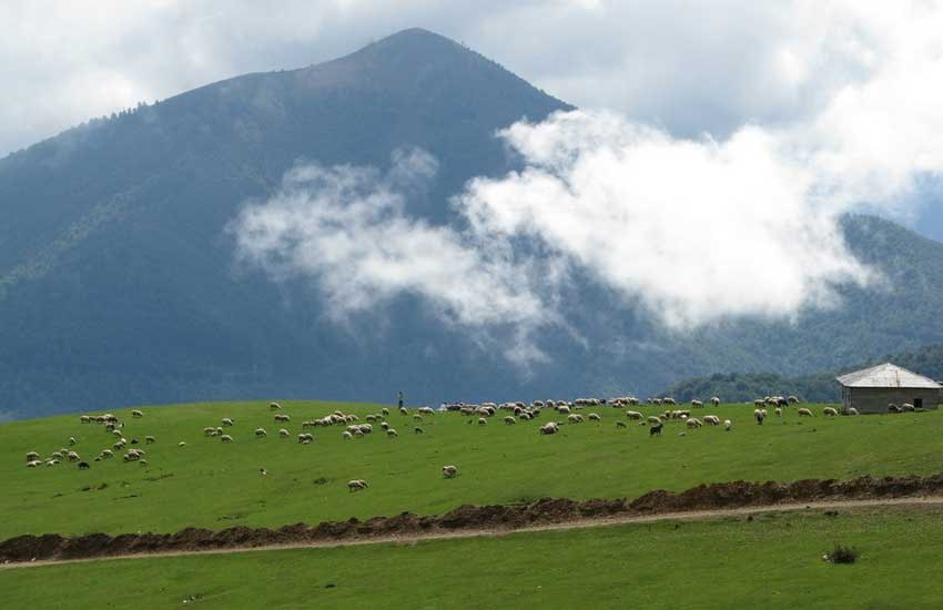 Talesh