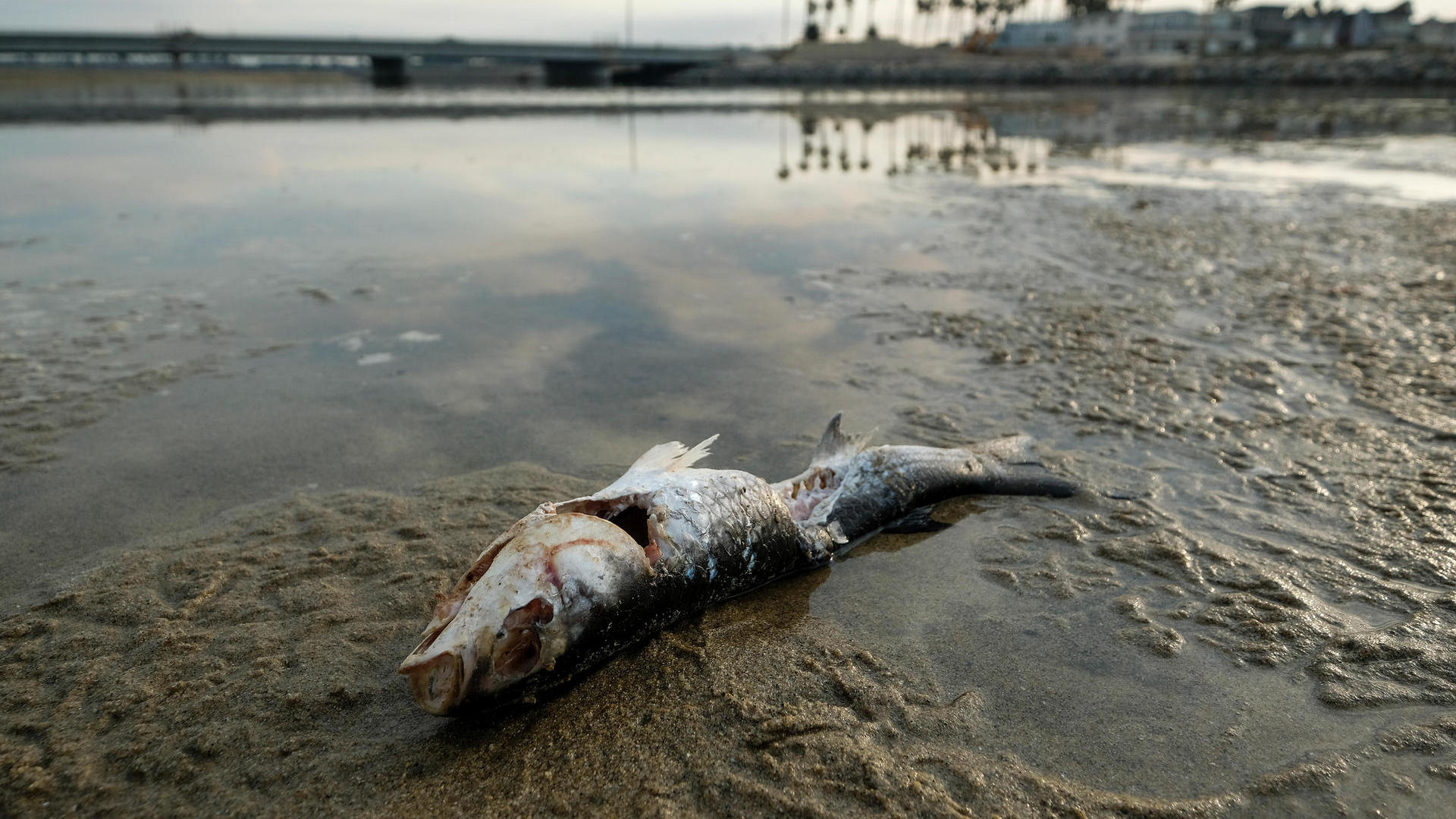 ein-toter-fisch-am-huntington-beach-ein-grosser-oelaustritt-vor-der-kueste-suedkaliforniens-hat-beliebte-straende-verschmutzt-und-wildtiere-getoetet-